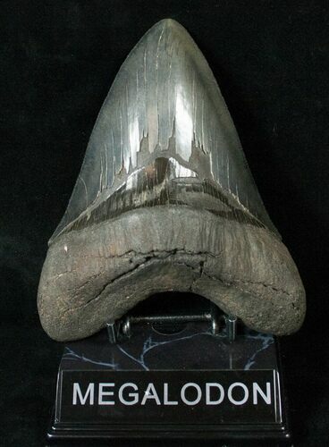 Very Heavy Megalodon Tooth - Beautiful Specimen #17108